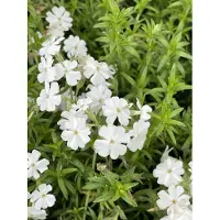GRDplanten 6 x Phlox (s) 'Maischnee' ('reine des neiges') - Flammenblume - Topf 9 x 9 cm