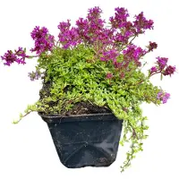 GRDplanten 6 x Thymus praecox 'Coccineus' - Thym - pot 9 x 9 cm
