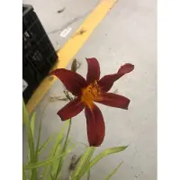 GRDplanten 6 x Hemerocallis 'Sammy Russell' - Lis de jour - Pot 9x9 cm