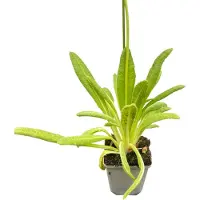 GRDplanten 6 x Primula vialii - Onagre - pot 9 x 9 cm