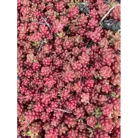 GRDplanten 6 x Sedum album 'Coral Carpet' - Fat leaf - Pot de 9 x 9 cm