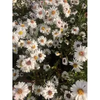 GRDplanten 6 x Kalimeris inc. 'Alba' - Schoenaster - Pot 9 x 9 cm