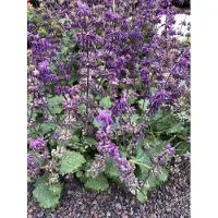 GRDplanten 6 x Salvia vert. 'Purple Rain' - mousse étoilée - pot 9 x 9 cm