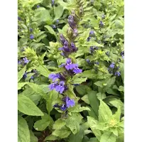 GRDplanten 6 x Lobelia siphilitica - Lobélie cardinale bleue - pot 9 x 9 cm