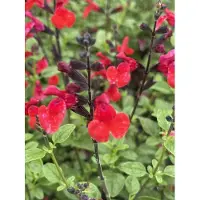 GRDplanten 6 x Salvia micr. 'Royal Bumble' - Mousse étoilée - pot 9 x 9 cm