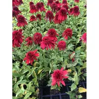 GRDplanten 6 x Echinacea purpurea 'Eccentric' - Hélianthème - pot 9x9 cm