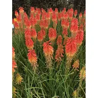 GRDplanten 6 x Kniphofia hybr. 'Papaya Popsicle' - Lys torche - pot 9 x 9 cm