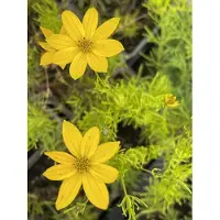 GRDplanten 6 x Coreopsis vert. 'Zagreb' - il de fille - pot 9 x 9 cm