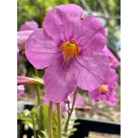 GRDplanten 6 x Incarvillea delavayi - gloxinia - pot 9 x 9 cm