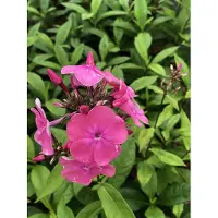 GRDplanten 6 x Phlox (p) 'Rhine Stream' - Flammenblume - Topf 9 x 9 cm