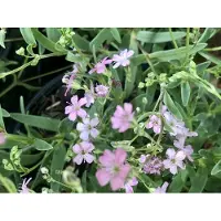 GRDplanten 6 x Gypsophila repens 'Rosea' - Gypsophile - pot 9x9 cm