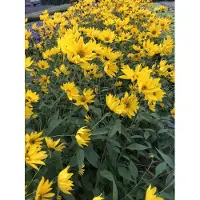 GRDplanten 6 x Helianthus atrorubens - Tournesol vivace à poils durs - pot 9x9 cm