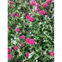 GRDplanten 6 x Helianthemum hybr. 'Cerise Queen' - Hélianthème - Pot 9x9 cm