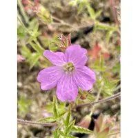 GRDplanten 6 x Geranium endressii - Bec de cigogne - Pot 9 x 9 cm