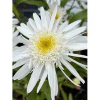 GRDplanten 6 x Leucanthemum (s) 'Christ. Hagemann' - Marguerite - pot 9 x 9 cm