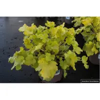 GRDplanten 6 x Heuchera 'Lime Marmelade'- Luzule pourpre - pot 9x9 cm