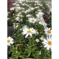GRDplanten 6 x Leucanthemum (s) 'Snow Lady' - Marguerite - Pot 9 x 9 cm