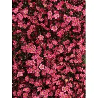 Brandless 6 x Saxifraga (A) Peter Pan - Saxifrage mousse robuste - rustique - pot 9 x 9cm