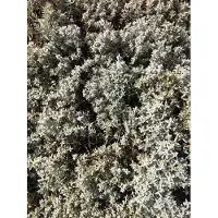 Brandless 6 x Cerastium biebersteinii 'Yoyo' - Cornouiller en pot de 9x9 cm