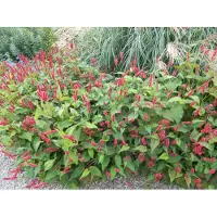 GRDplanten 6 x Persicaria amplexicaulis 'Lisan' - Renouée à bougies - pot 9x9 cm