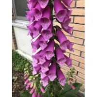 GRDplanten 6 x Digitalis purpurea - Digitale - Pot 9x9 cm