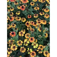 GRDplanten 6 x Helenium hybr. 'Short'n Sassy' - Hélianthème - pot 9x9 cm