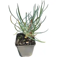 GRDplanten 6 x Dianthus grat. eydangeri' - Oeillet - Pot 9 x 9 cm