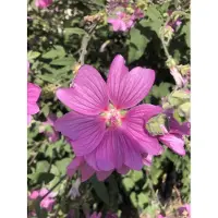 GRDplanten 6 x Lavatera hybr. 'Rosea' - mauve arbustive - pot 9 x 9 cm