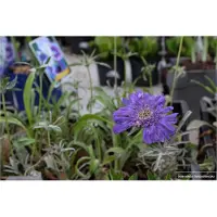 GRDplanten 6 x Scabiosa cauc. perfecta' - Scabiosis - Pot 9 x 9 cm