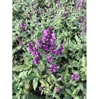 GRDplanten 6 x Salvia nem. 'Pink Friesland' - Mousse étoilée - pot 9 x 9 cm