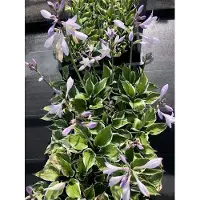 GRDplanten 6 x Hosta hybr. 'Patriot' - Funkia - Pot 9 x 9 cm