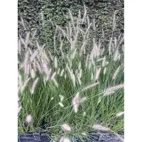 GRDplanten 6 x Pennisetum alopecuroides (compressum) - Pâturin des champs - Pot 9 x 9 cm