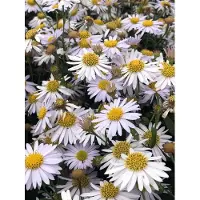 GRDplanten 6 x Kalimeris inc. 'Madiva' - Schoenaster - pot 9 x 9 cm