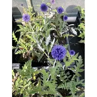 GRDplanten 6 x Echinops ritro 'Veitch's Blue' - Chardon boule - pot 9x9 cm