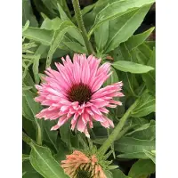 GRDplanten 6 x Echinacea purp. 'Sunseekers Salmon' - Hélianthème - Pot 9x9 cm