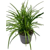 GRDplanten 6 x Liriope musc. 'Moneymaker' - Bouquet de lys - pot 9 x 9 cm