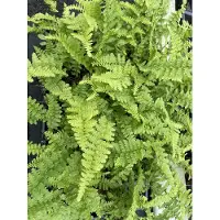 GRDplanten 6 x Dryopteris f.-m. barnesii' - Dryoptère étroit 'Barnesii' - pot 9 x 9 cm