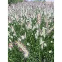 Brandless 6 x Pennisetum alopecuroides 'Little Bunny' - Pissenlit nain pot 9cm x 9cm