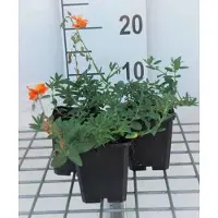 GRDplanten 6 x Helianthemum hybr. 'Tapis de bronze' - Hélianthème - Pot 9 x 9 cm
