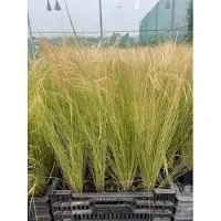 GRDplanten 6 x Stipa tenuifolia ( ponytails) - Plume fine - pot 9 x 9 cm