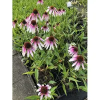 GRDplanten 6 x Echinacea pur. 'Pretty Parasols' (j.s. engeltje) - Hélianthème - Pot 9x9 cm