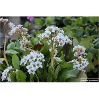 Brandless 6 x Bergenia hybr. 'Bressingham White' - Plante Cobbler en pot de 9x9cm