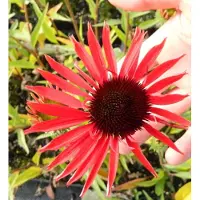 GRDplanten 6 x Echinacea purp. 'Hot Lava' - Hélianthème - Pot 9x9 cm