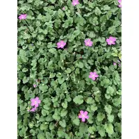 GRDplanten 6 x Erodium variabile 'Bishop's Form' - Bec de héron - pot 9x9 cm