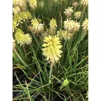 GRDplanten 6 x Kniphofia citrina - Lys torche - pot 9 x 9 cm