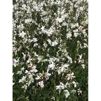 GRDplanten 6 x Gaura lindh. 'Short Form' (= oenothera lindh.) - Prachtkerze - Topf 9x9 cm