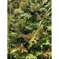 GRDplanten 6 x Dryopteris erythrosora - Fougère à voile rouge - pot 9 x 9 cm
