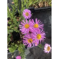 GRDplanten 6 x Erigeron hybr. 'Rosa Jewell' - Pâquerette d'Espagne - pot 9x9 cm