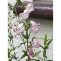 Brandless 6 x Penstemon 'Apple Blossom' - fil de barbe ) Pot 9 x 9 cm