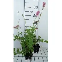 GRDplanten 6 x Sanguisorba obtusa - Pimpinelle - pot 9 x 9 cm